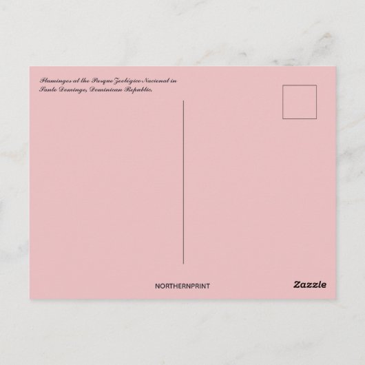 Flamingos in Santo Domingo Dominikanische Republik Postkarte (Rückseite)