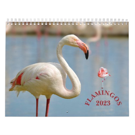 Flamingos Kalender (Titelbild)