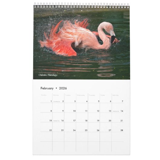Flamingos-Kalender Kalender (Feb 2026)