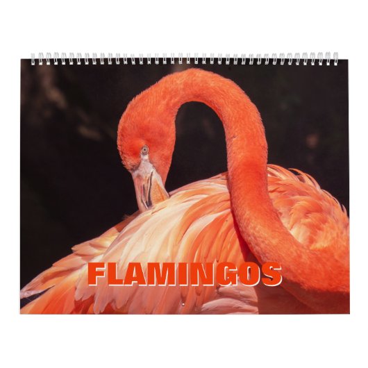 Flamingos-Kalender Kalender (Titelbild)