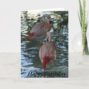 Flamingos Karte