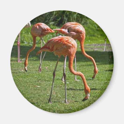 Flamingos Magnet (Vorne)