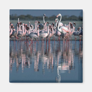 Flamingos Magnet