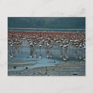 Flamingos, Nakuru-See, Kenia Postkarte
