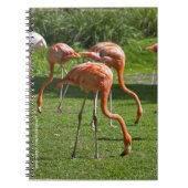 Flamingos-Notebook Notizblock (Vorderseite)