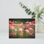 Flamingos Pink Postkarte (Stehend Vorderseite)