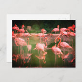 Flamingos Pink Postkarte (Vorne/Hinten)