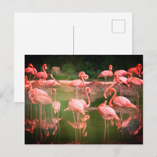 Flamingos Pink Postkarte (Vorne/Hinten)