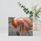 Flamingos Postcard Postkarte (Stehend Vorderseite)