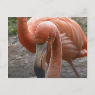 Flamingos Postcard Postkarte
