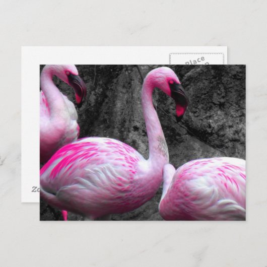 ~Flamingos~ POSTCARD Postkarte (Vorne/Hinten)