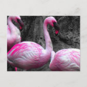 ~Flamingos~ POSTCARD Postkarte (Vorderseite)