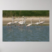 Flamingos Poster (Vorne)