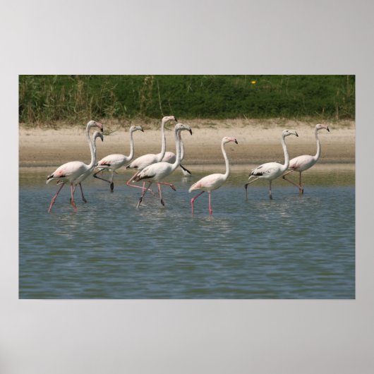 Flamingos Poster (Vorne)
