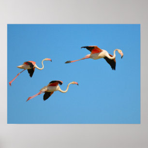 Flamingos Poster