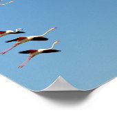 Flamingos Poster (Ecke)