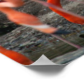 Flamingos Poster (Ecke)