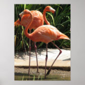 Flamingos-Poster Poster (Vorne)