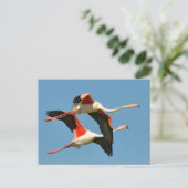 Flamingos Postkarte (Stehend Vorderseite)