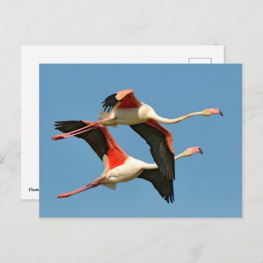 Flamingos Postkarte (Vorne/Hinten)