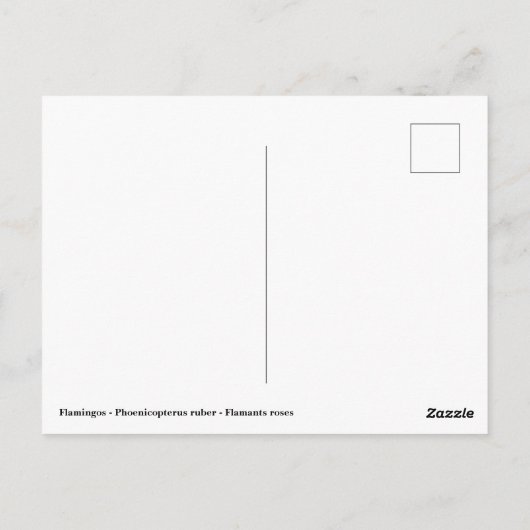 Flamingos Postkarte (Rückseite)