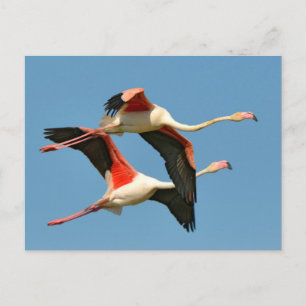 Flamingos Postkarte