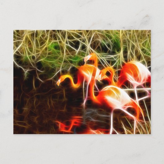 Flamingos Postkarte (Vorderseite)