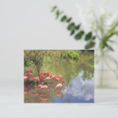 Flamingos Postkarte (Stehend Vorderseite)