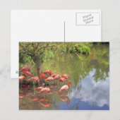Flamingos Postkarte (Vorne/Hinten)