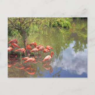 Flamingos Postkarte