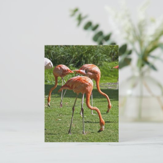 Flamingos Postkarte (Stehend Vorderseite)