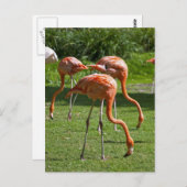 Flamingos Postkarte (Vorne/Hinten)