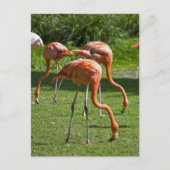 Flamingos Postkarte (Vorderseite)