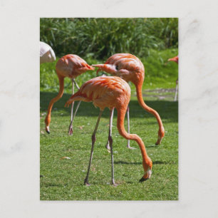 Flamingos Postkarte