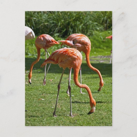 Flamingos Postkarte (Vorderseite)