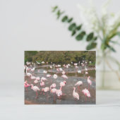 Flamingos Postkarte (Stehend Vorderseite)