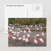 Flamingos Postkarte (Vorne/Hinten)