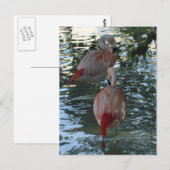 Flamingos Postkarte (Vorne/Hinten)