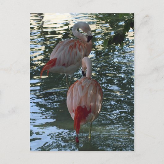 Flamingos Postkarte (Vorderseite)
