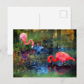 Flamingos Postkarte (Vorne/Hinten)