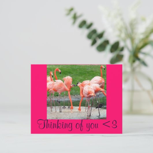 Flamingos Postkarte (Stehend Vorderseite)