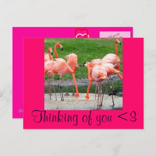 Flamingos Postkarte (Vorne/Hinten)