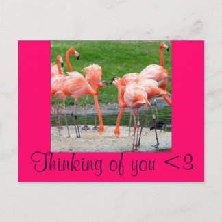 Flamingos Postkarte