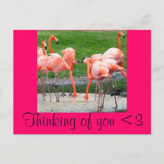 Flamingos Postkarte (Vorderseite)