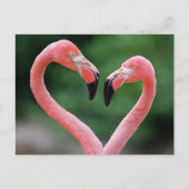 Flamingos Postkarte (Vorderseite)
