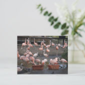 Flamingos Postkarte (Stehend Vorderseite)