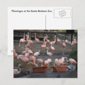Flamingos Postkarte (Vorne/Hinten)
