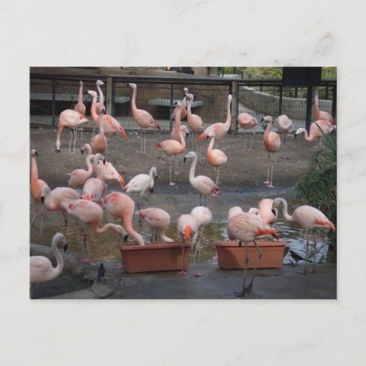 Flamingos Postkarte (Vorderseite)