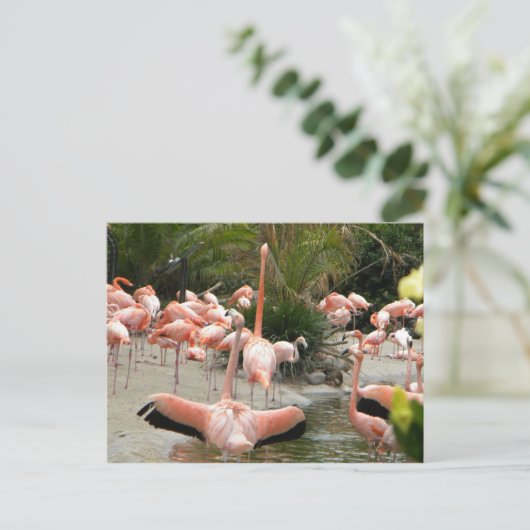 Flamingos Postkarte (Stehend Vorderseite)