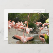 Flamingos Postkarte (Vorne/Hinten)